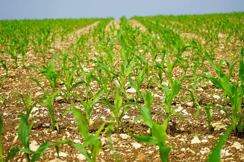 Effects of Biostimulants on Pest Resistance
