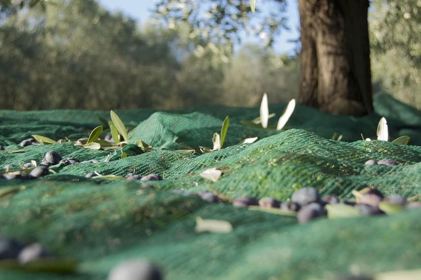 2026 Biostimulant Comparison for Olive Trees