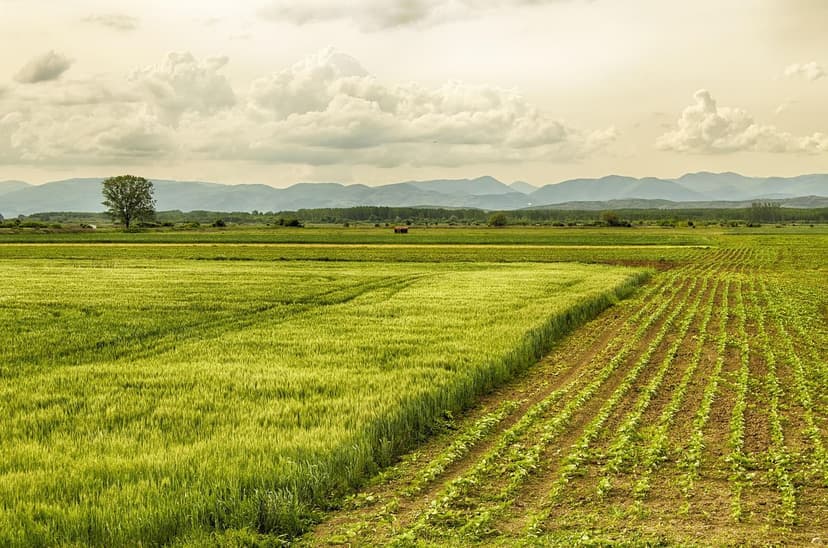Stratégies d'Application de Biostimulants dans les Vignobles