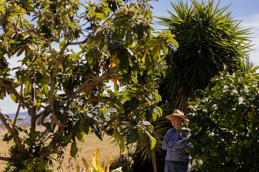 Phytophthora chez l'avocat biologique : gestion intégrée