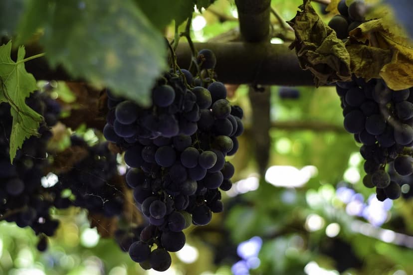 Micro-organismes du sol : augmentez la productivité agricole
