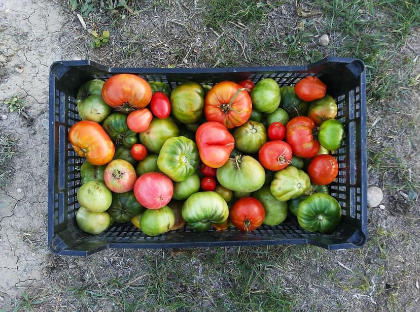 Bioestimulantes y Crecimiento Radicular del Tomate