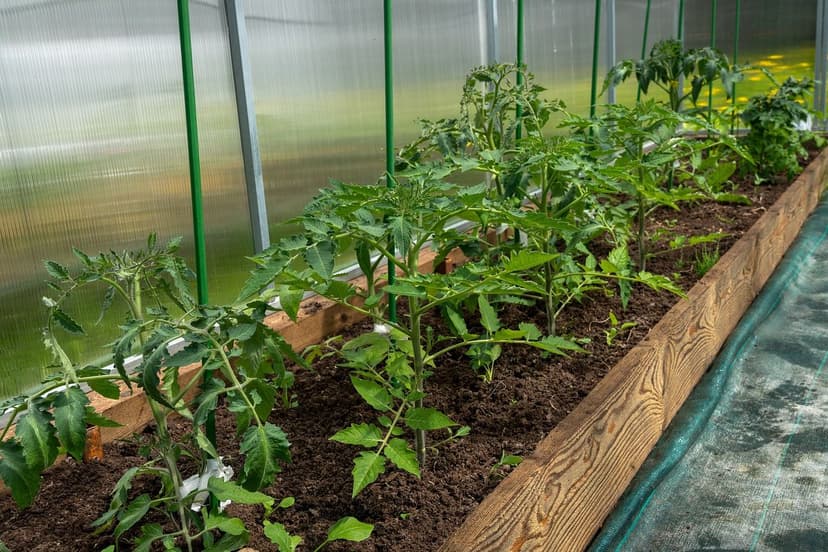 Applicazione di Biostimolanti nella Coltivazione del Pomodoro