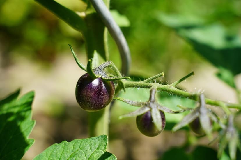 Estrategias de Riego Eficientes para Bioestimulantes en Tomate
