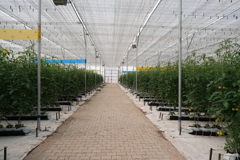 Microbioma del suelo en tomate ecológico: guía 2026