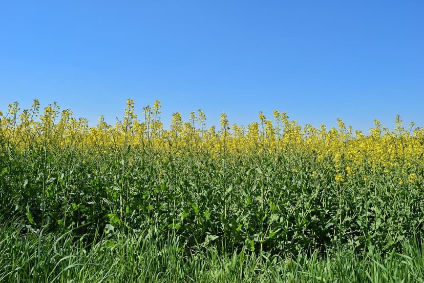 Sustainable plant nutrition with natural biostimulants