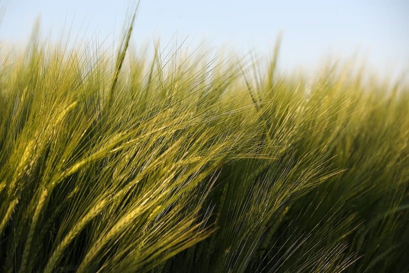 L'Ascesa dell'Agricoltura Sostenibile in America Latina: Opportunità e