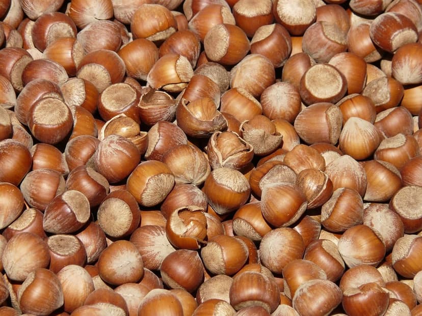 Microorganismos del Suelo: Clave para Mejorar Producción