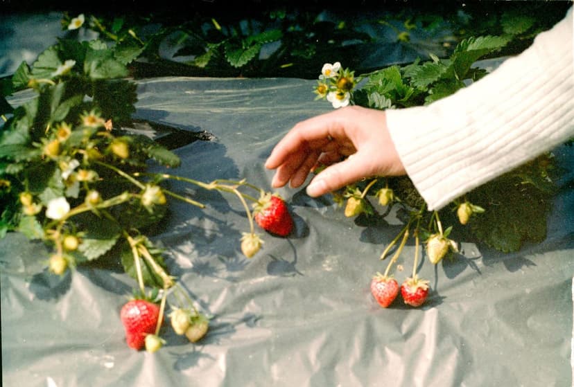 Soil Management for Optimal Berry Production