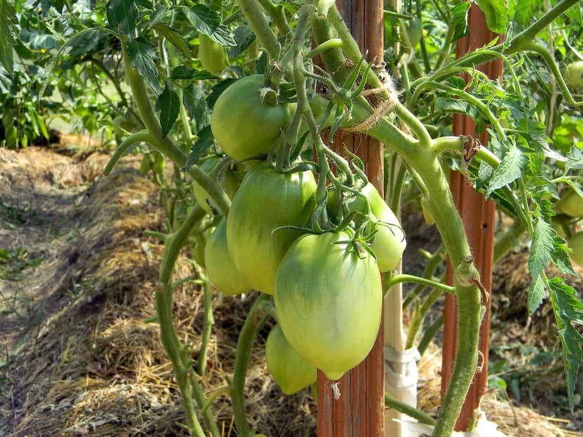 Application of Biostimulants in Tomato Cultivation