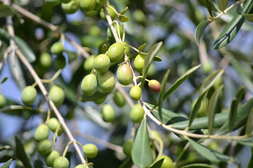 Efeito de Bioestimulantes na Brotação da Oliveira