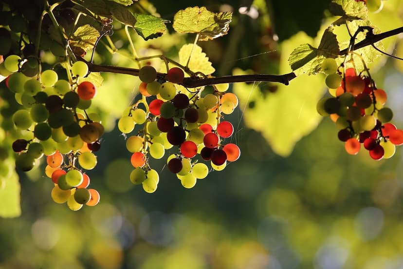 Fertilizzazione Azotata nella Vite: Dosi e Applicazione