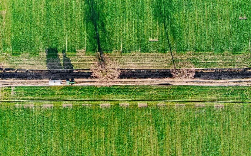 Fertilisation azotée de l'épinard : Dose et moment d'application