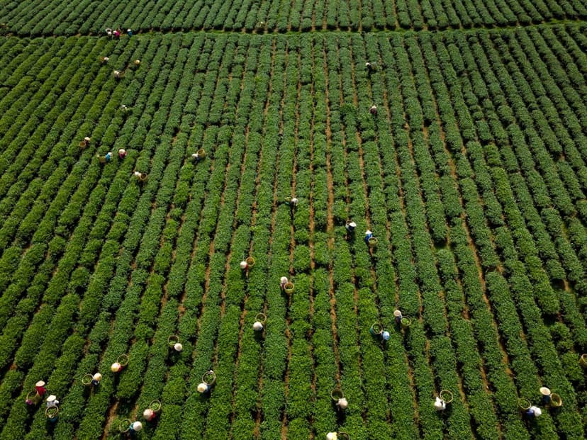 Biostimulants Agriculture Biologique en Europe