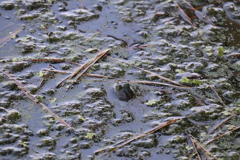 Azote et Extraits d'Algues : Synergie en Agriculture