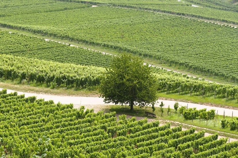 ECOGANIC POWER contre l’ESCA de la vigne : élimination totale des symp