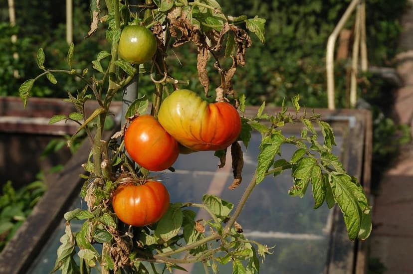 Biostimulants pour Tomates en Colombie : Augmentez la Production