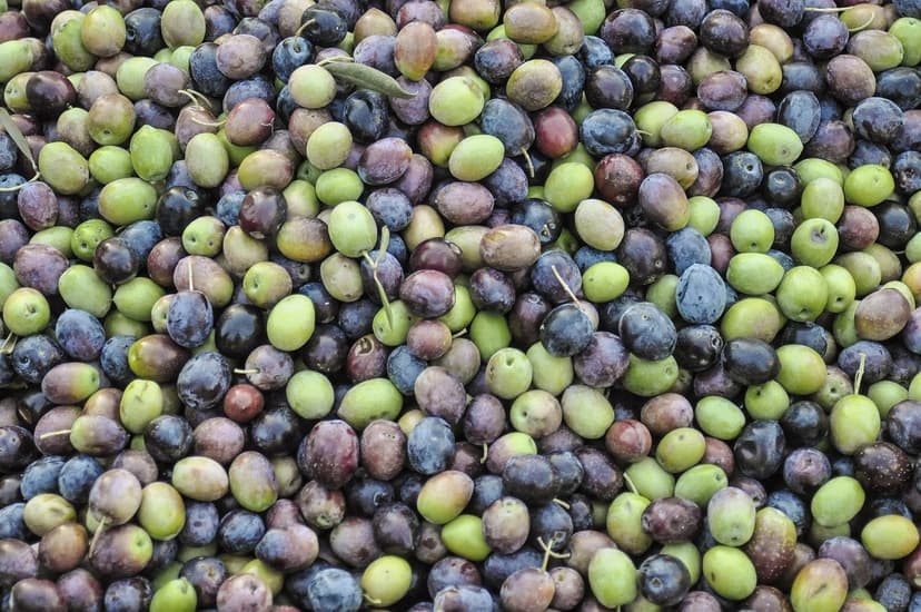 Effects of Biostimulants on Olive Trees under Drought Conditions