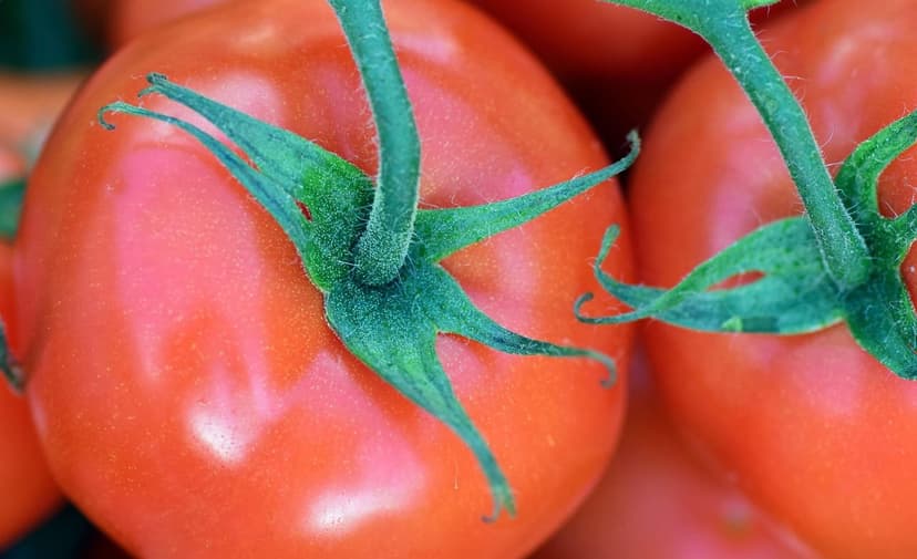 Biostimolanti per pomodoro: applicazione, dosaggio e risultati