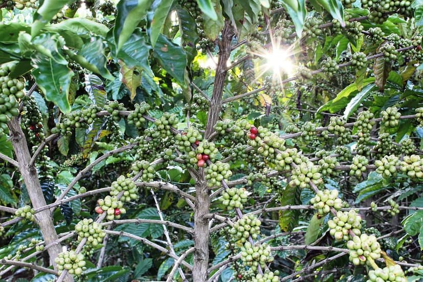 Bioprotectant Trends for Tropical Crops 2026