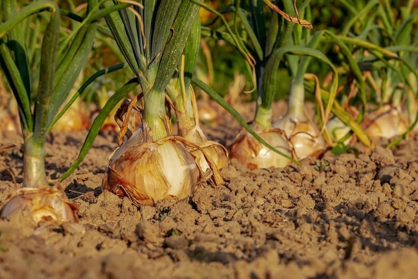 Die Zukunft der Düngemittel: Globale Trends der Biodüngung in Europa, 