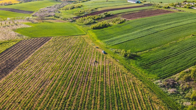 2. Qu'est-ce que la chlorose ferrique et pourquoi affecte-t-elle les agrumes ?