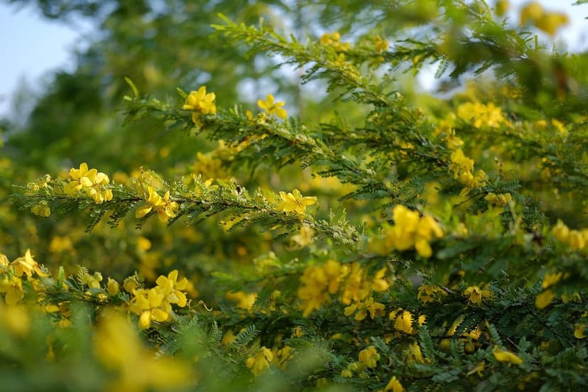 Fertilização Nitrogenada em Pimentão: Dose e Aplicação