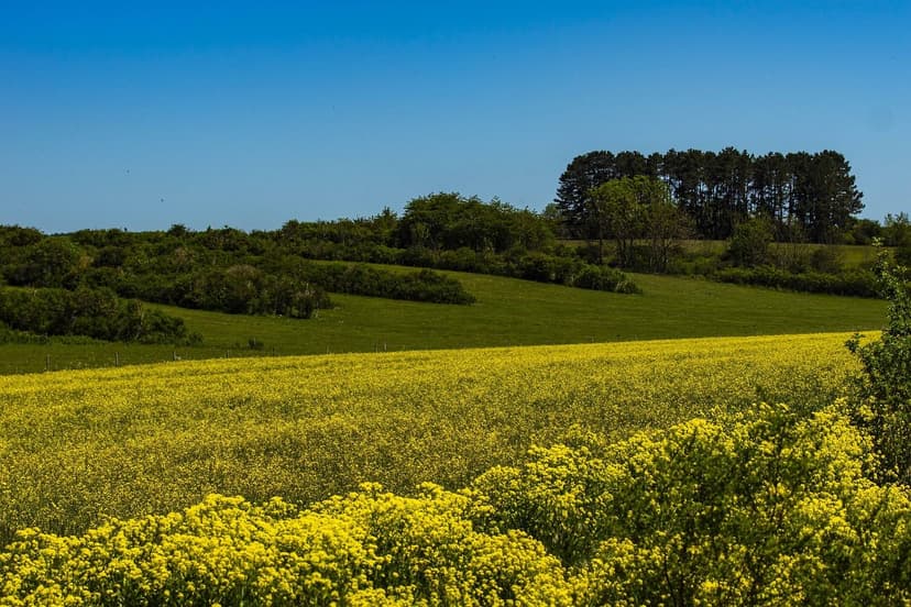 Tendências em Bioestimulantes: Futuro da Agricultura