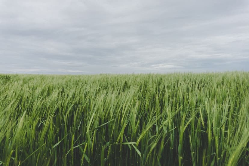 Effects of Biostimulants on Pest Resistance
