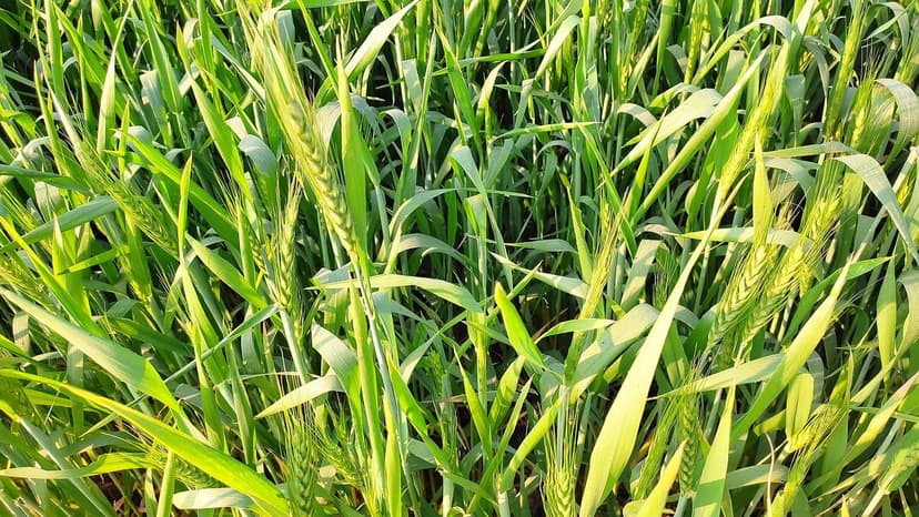 Réglementation des Biostimulants en Europe : Changements pour les Agri