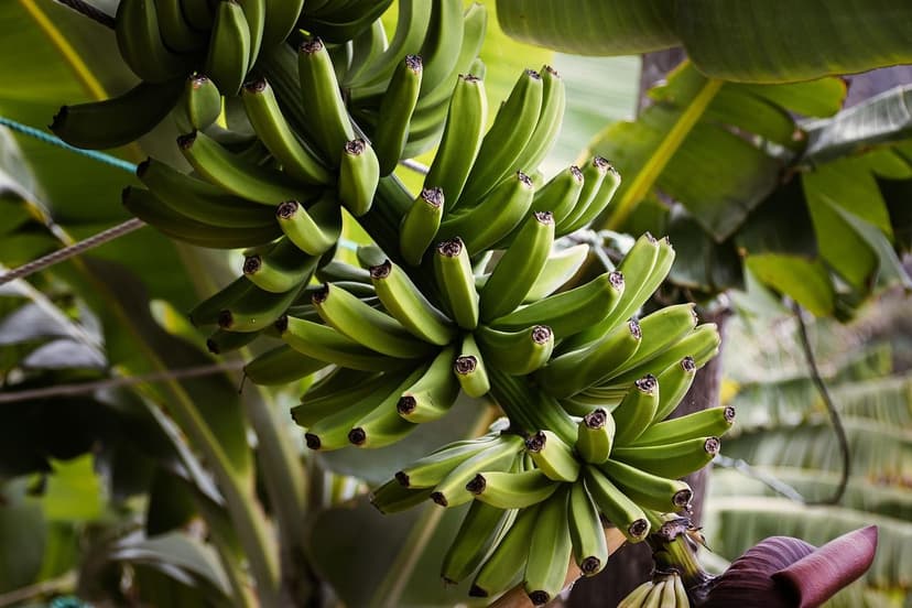 Biostimulanzien für Avocado: Technischer Leitfaden nach phänologischer