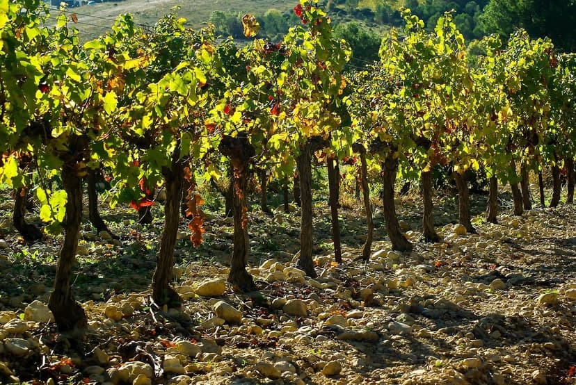 Stickstoffdüngung bei Weinreben: Dosierung und Ausbringung
