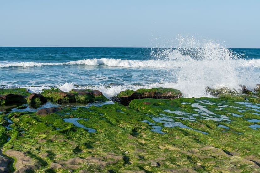 Azote et Algues Unicellulaires en Agriculture