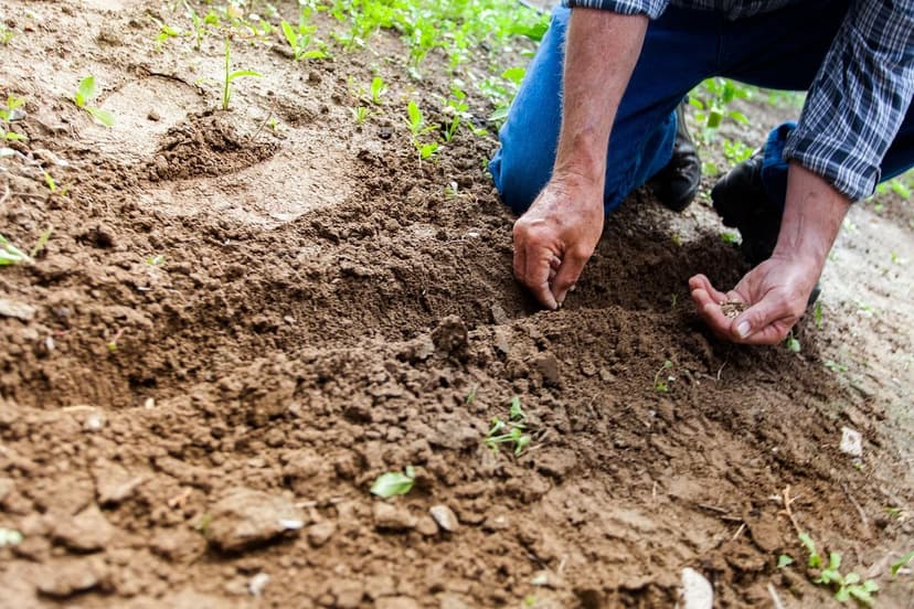 Boden- und Soja-Biostimulanzien bei Trockenheit