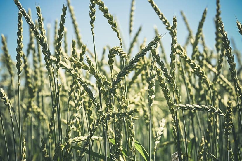A Crescente Onda da Agricultura Sustentável na América Latina: Oportun