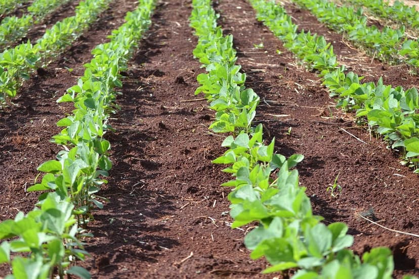 Bioestimulantes Agrícolas: O Que São e Como Funcionam