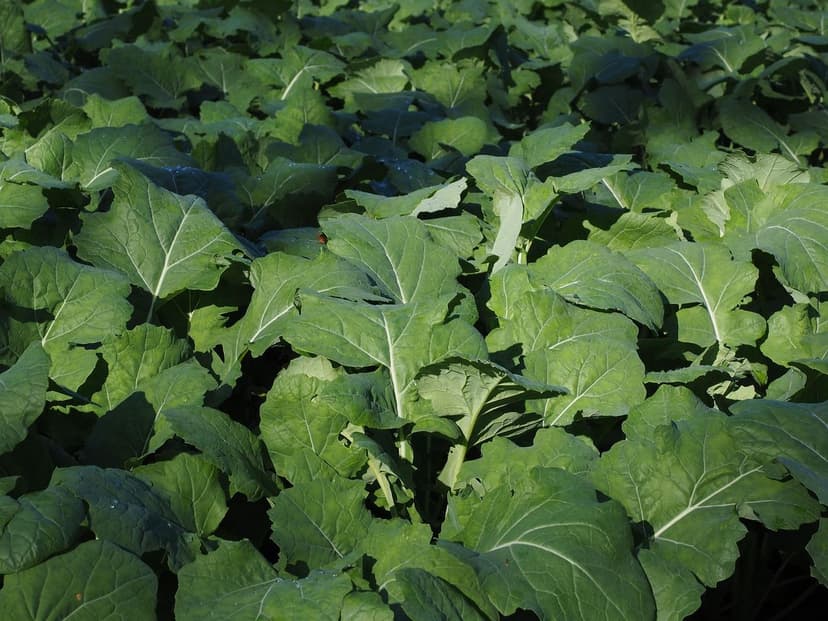 Benefici dei Biostimolanti nella Coltivazione di Ortaggi