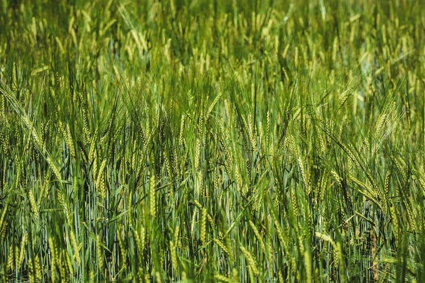 Biostimulanzien für europäische Kulturen: Steigern Sie Ihre Produktion