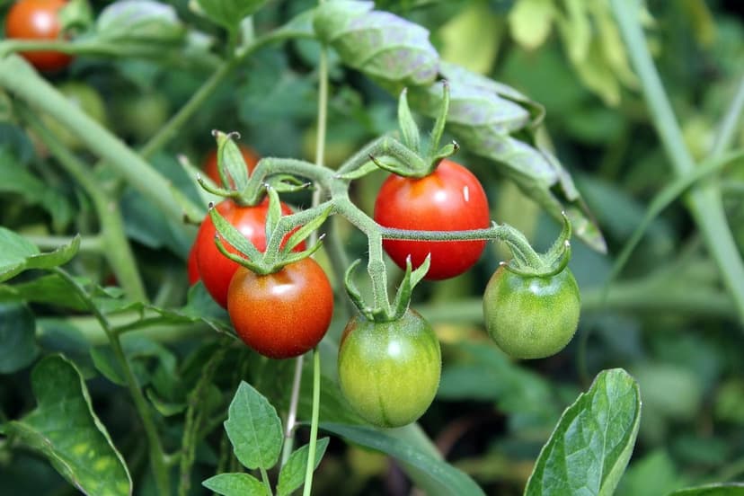 Como aplicar bioestimulantes no tomate: método e momento