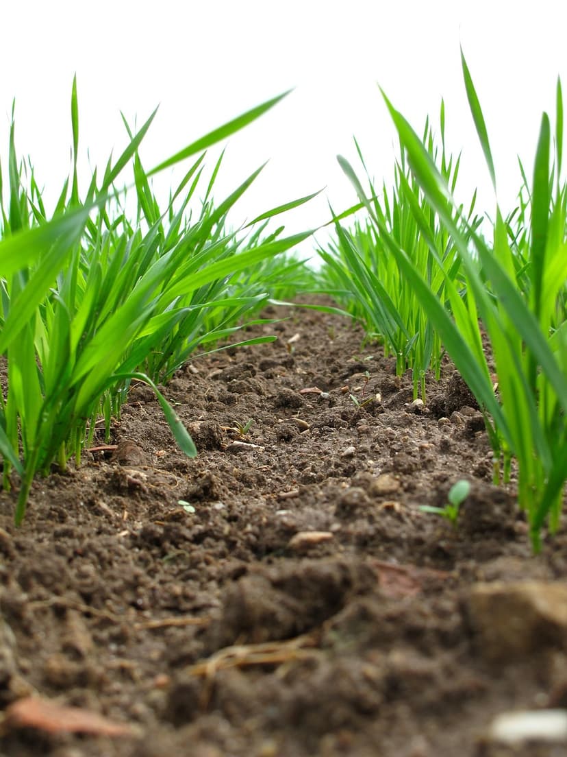 Plantación de mora en campo abierto
