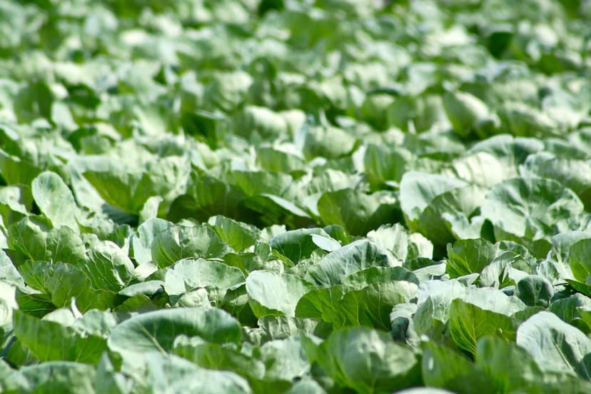 Improvements in Germination with Agricultural Biostimulants