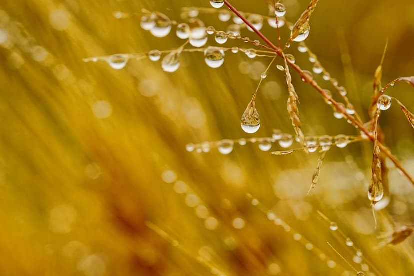 Fertilizantes Biológicos, Orgânicos e Ecológicos: Alternativas Sustent