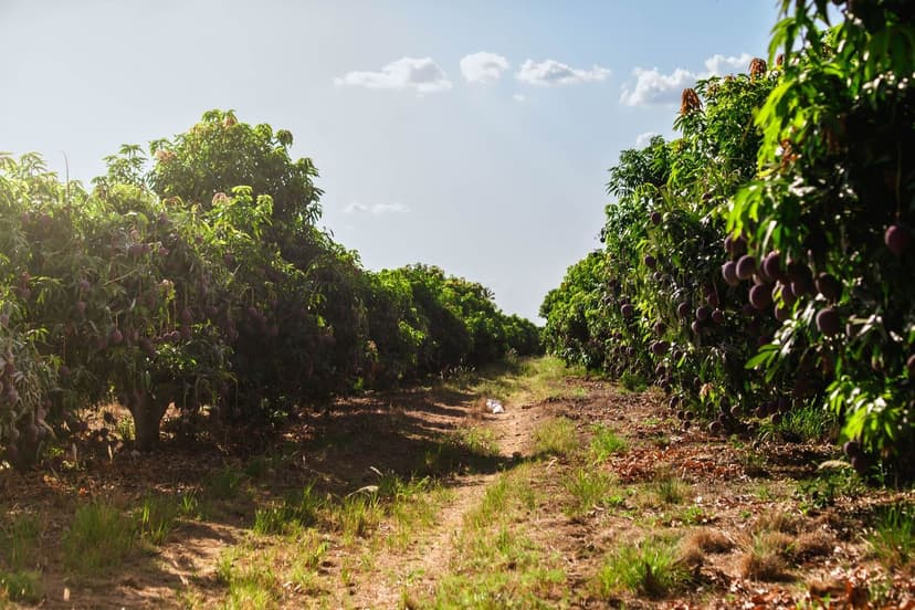 Phytophthora bei Bio-Avocado: integriertes Management