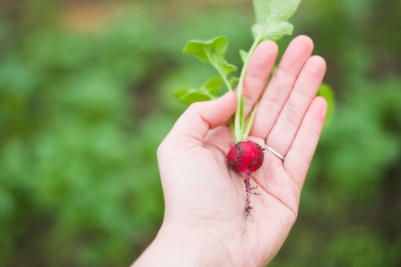 Bioestimulantes para Suelo y Soja en Sequía