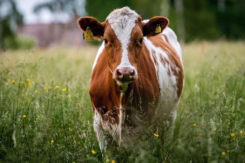 Nitrogênio Amoniacal na Agricultura: Vantagens e Aplicação