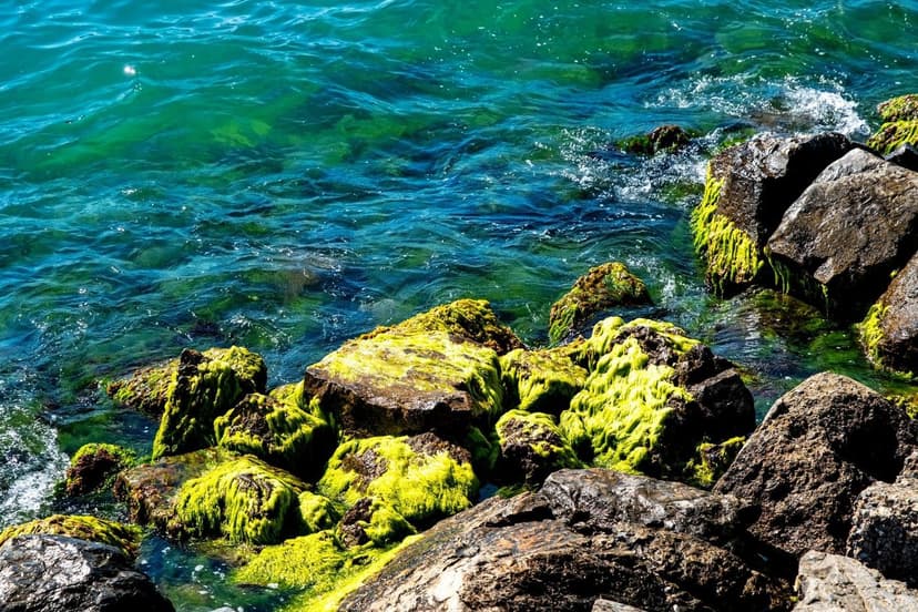 Unicellular Algae vs Seaweed as a Biostimulant