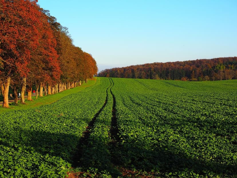 Avantages des biostimulants dans la culture des légumes
