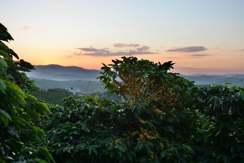 Amino Acid Biostimulants in Avocados in Saline Soils