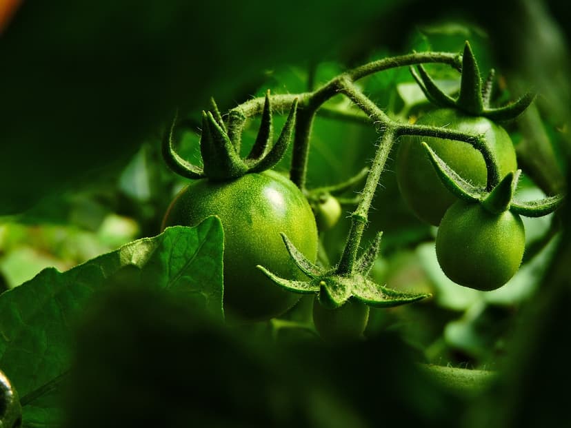 Cultivo de algas de agua dulce en laboratorio