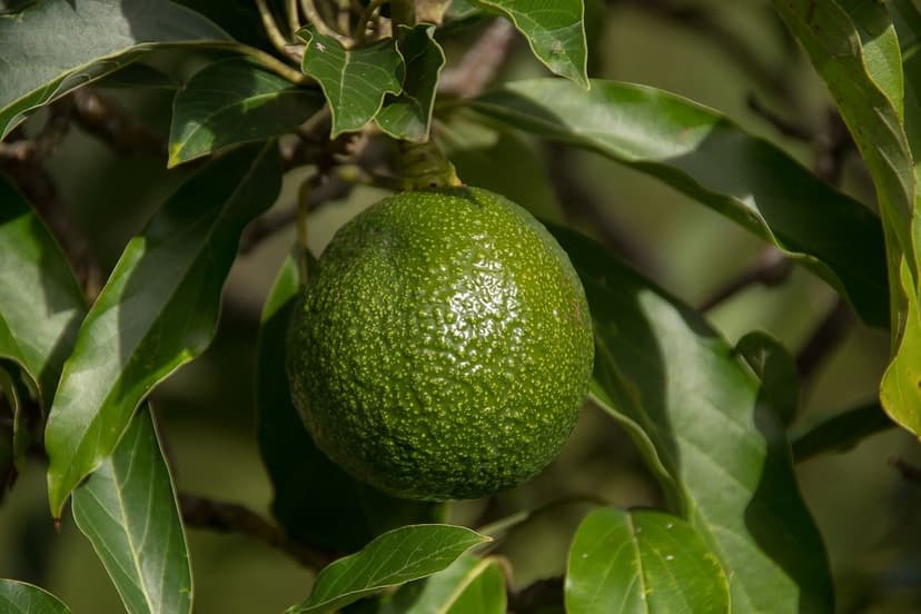 Bioestimulantes de Aminoácidos em Abacates em Solos Salinos